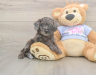 7 week old Poodle Puppy For Sale - Pilesgrove Pups