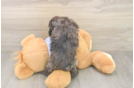 Hypoallergenic Poodle Baby