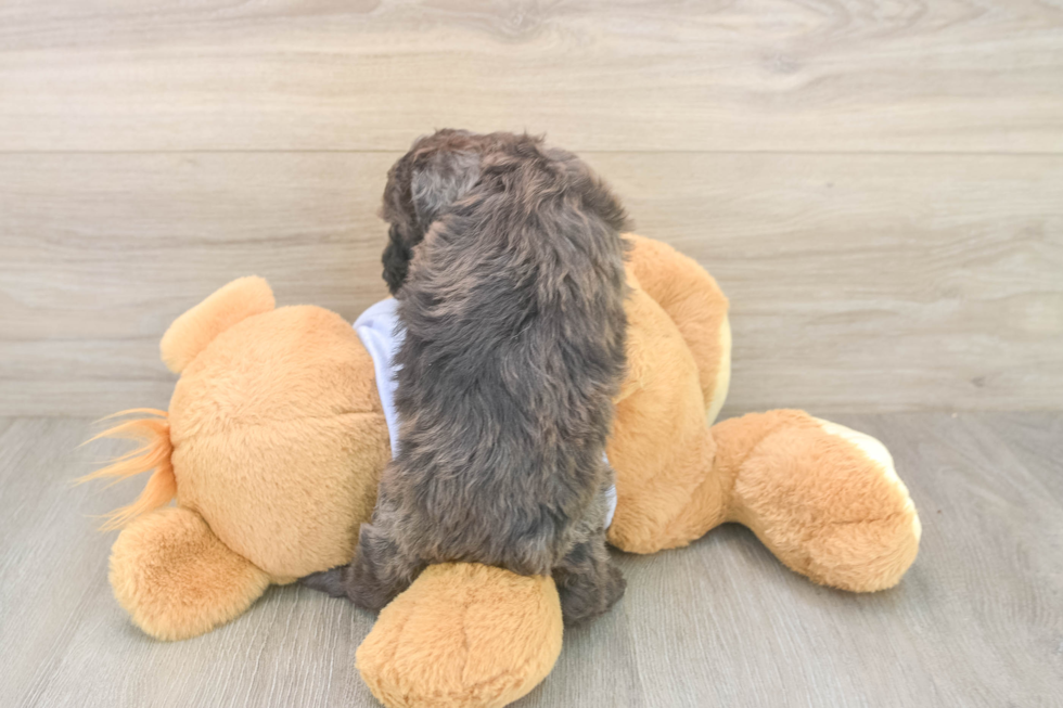 Hypoallergenic Poodle Baby