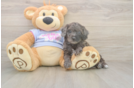 Popular Poodle Baby