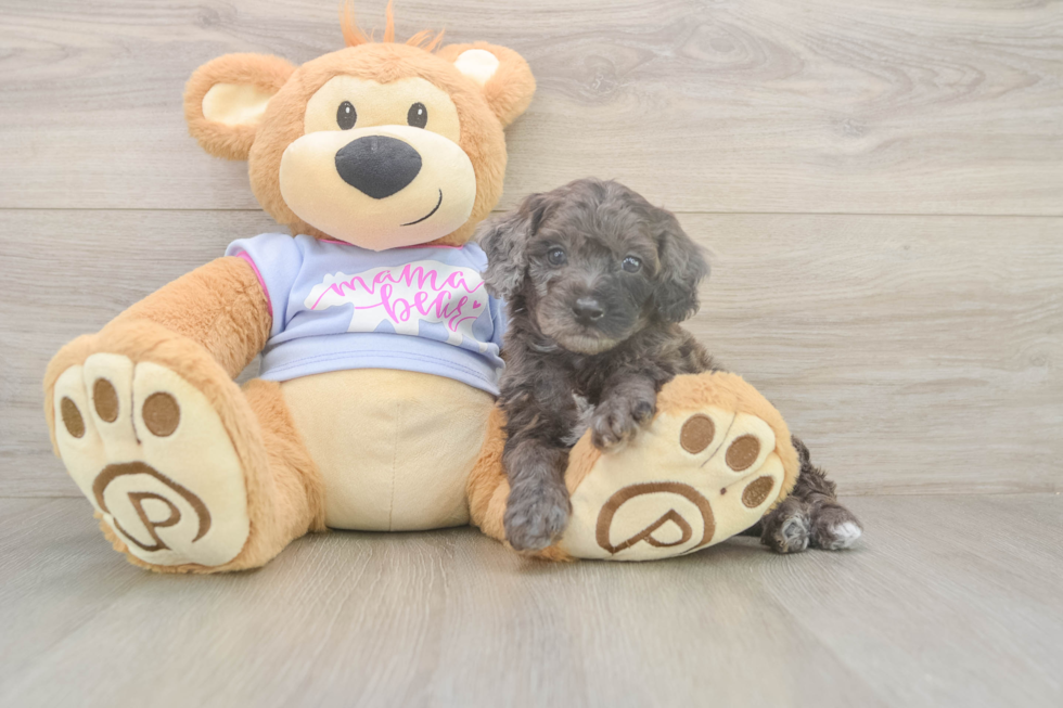 Popular Poodle Baby