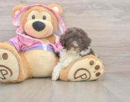 7 week old Poodle Puppy For Sale - Pilesgrove Pups