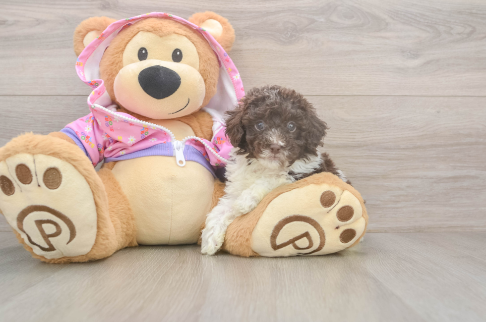 6 week old Poodle Puppy For Sale - Pilesgrove Pups