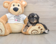 5 week old Poodle Puppy For Sale - Pilesgrove Pups