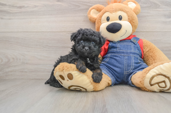 Poodle Puppy for Adoption