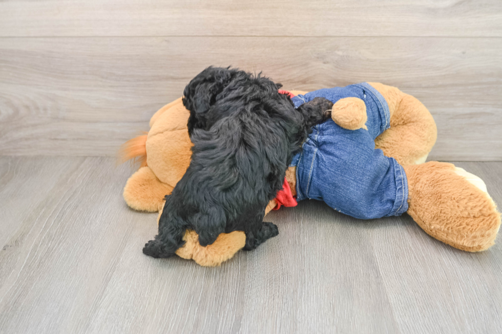 Energetic Caniche Purebred Puppy