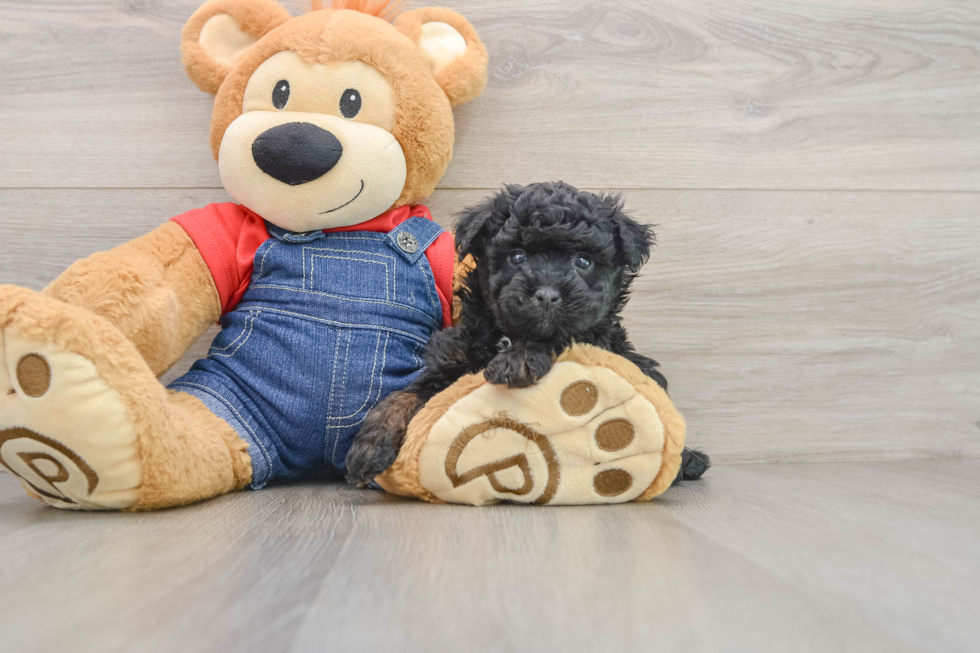 Poodle Pup Being Cute