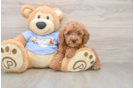 Funny Poodle Baby