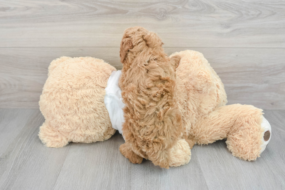 Playful Poodle Baby