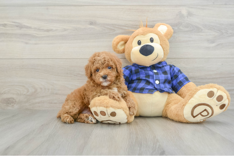 Smart Pudel Purebred Puppy