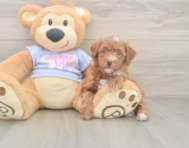 7 week old Poodle Puppy For Sale - Pilesgrove Pups