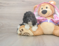 7 week old Poodle Puppy For Sale - Pilesgrove Pups