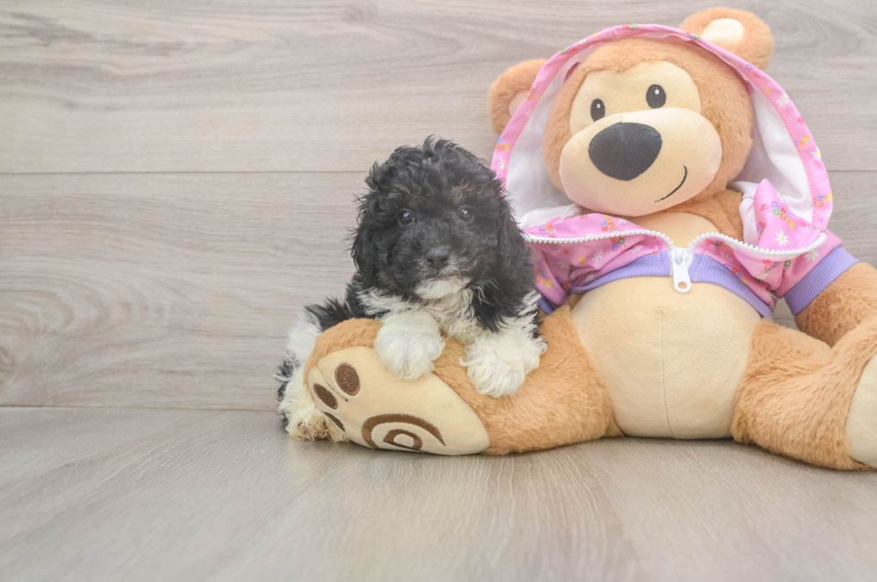 6 week old Poodle Puppy For Sale - Pilesgrove Pups