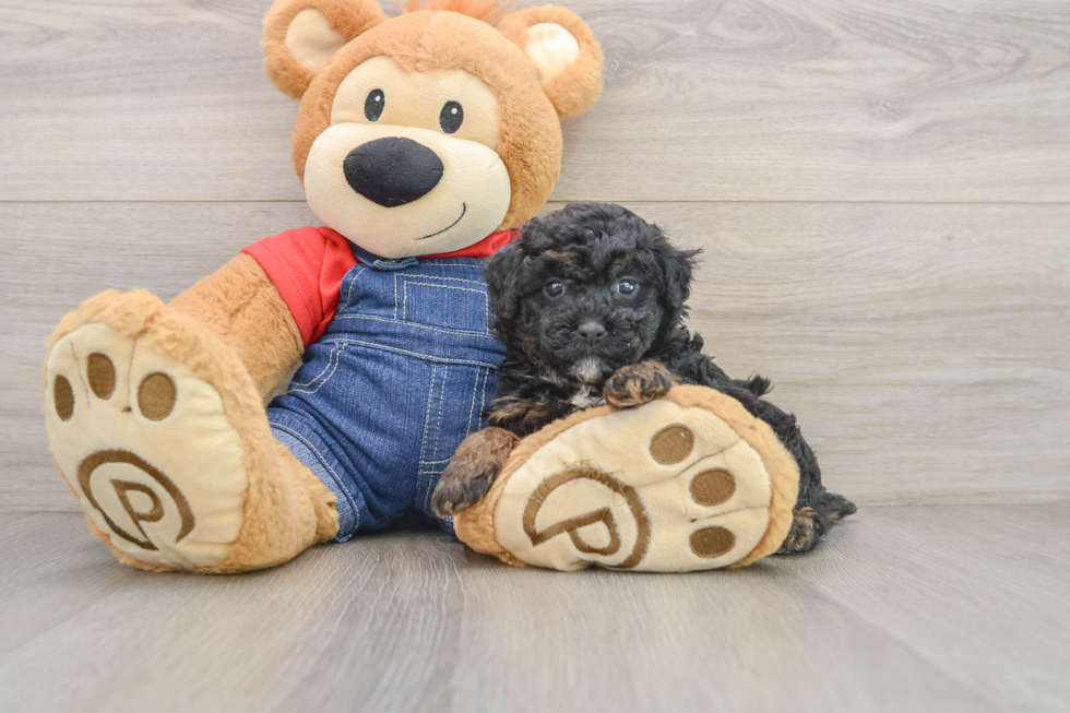 Popular Poodle Purebred Pup