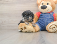 6 week old Poodle Puppy For Sale - Pilesgrove Pups