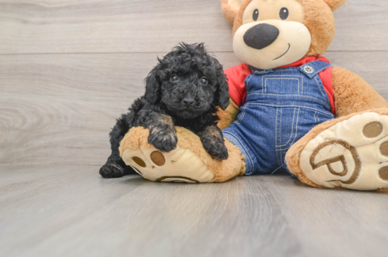 Fluffy Toy Poodle Purebred Puppy