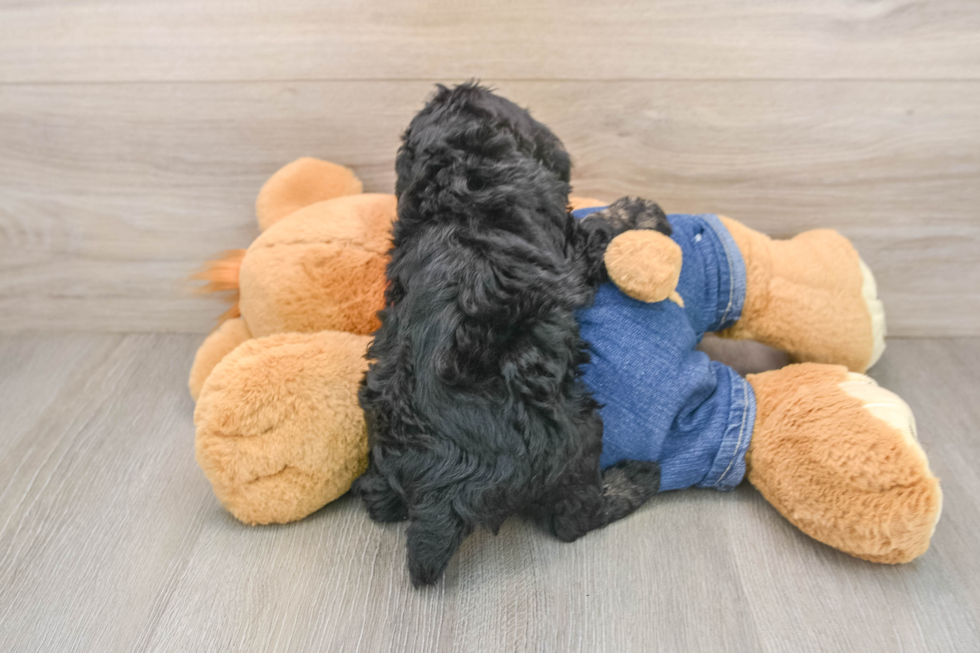 Poodle Pup Being Cute