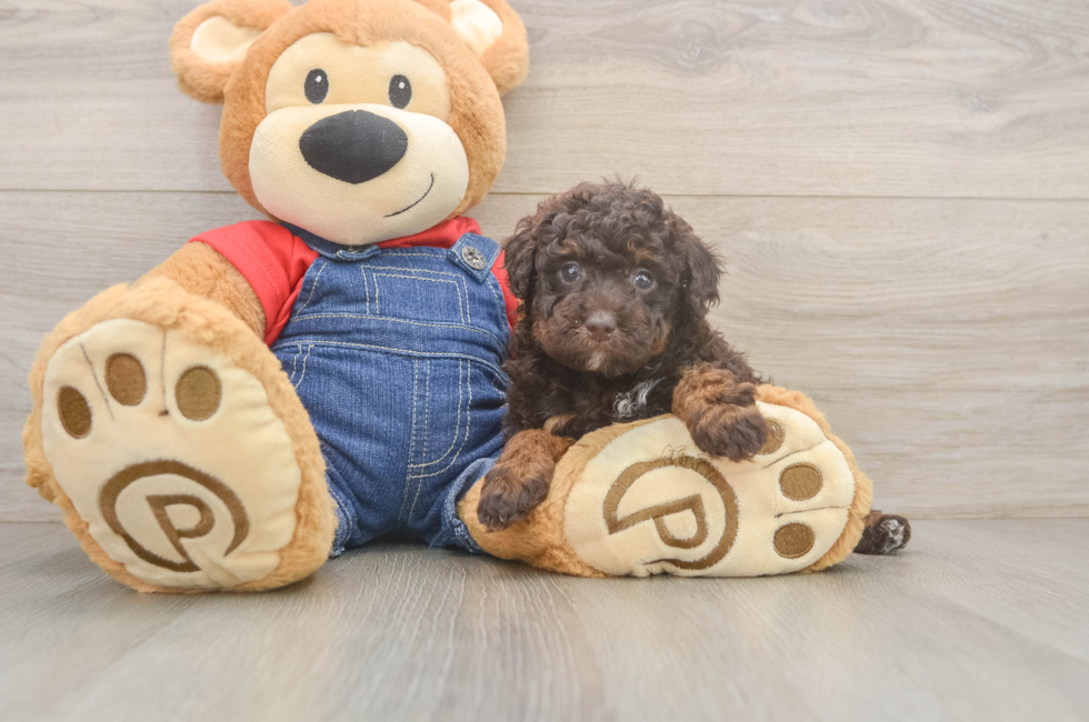 5 week old Poodle Puppy For Sale - Pilesgrove Pups