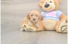 Akc Registered Poodle Baby