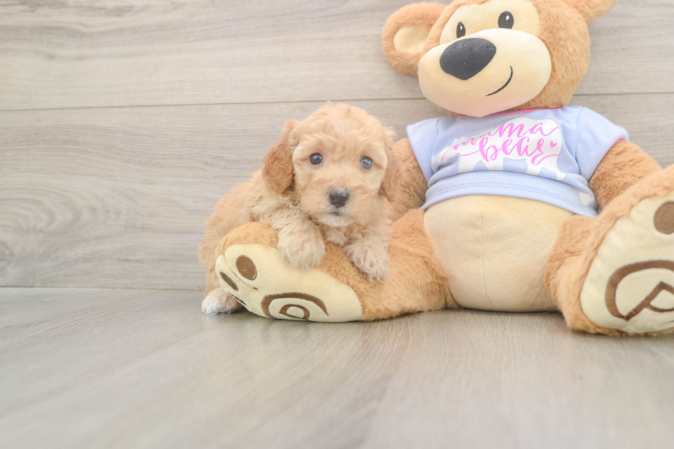 Akc Registered Poodle Baby