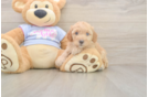 Funny Poodle Purebred Pup