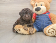 7 week old Poodle Puppy For Sale - Pilesgrove Pups