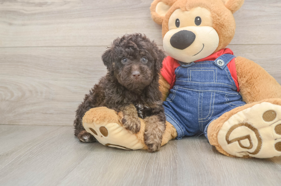 5 week old Poodle Puppy For Sale - Pilesgrove Pups