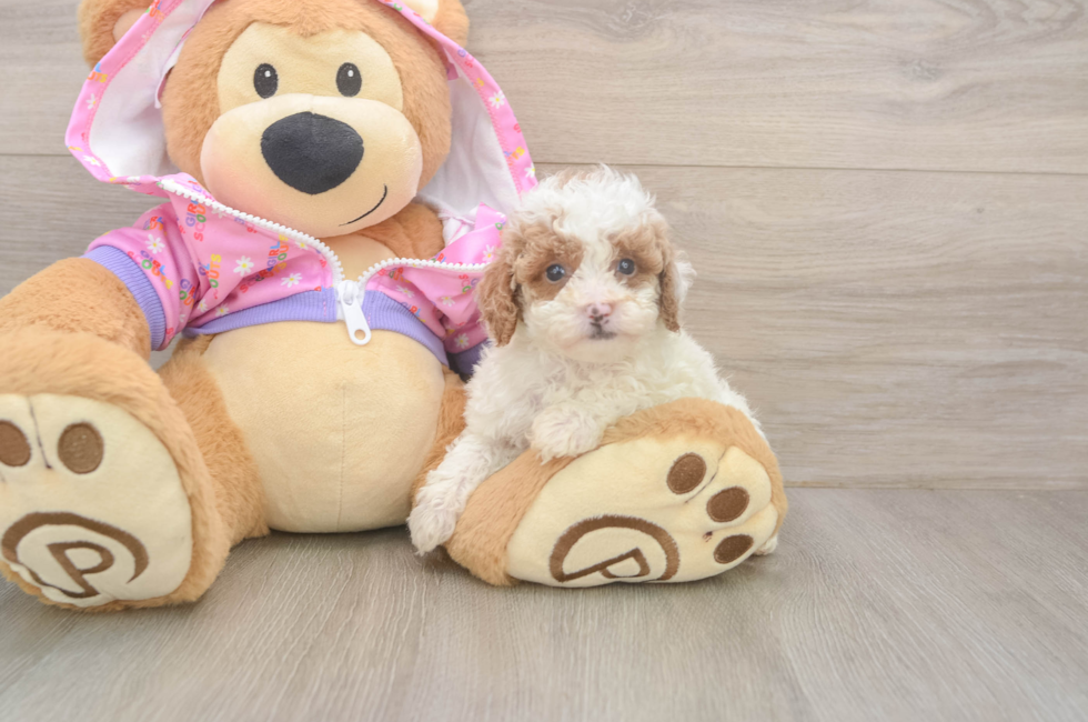 6 week old Poodle Puppy For Sale - Pilesgrove Pups