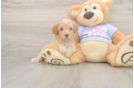 Poodle Pup Being Cute