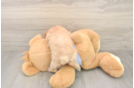 Akc Registered Poodle Purebred Pup