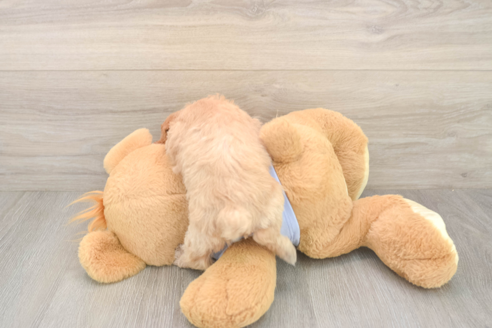 Akc Registered Poodle Purebred Pup