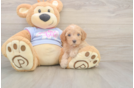 Best Poodle Baby