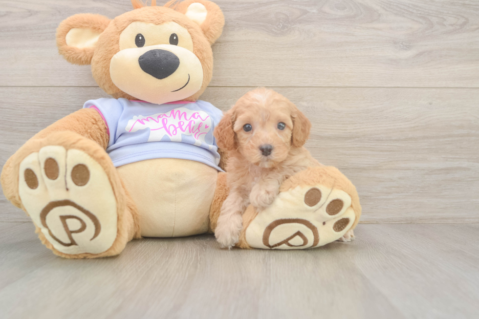Best Poodle Baby