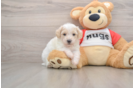Small Poodle Baby