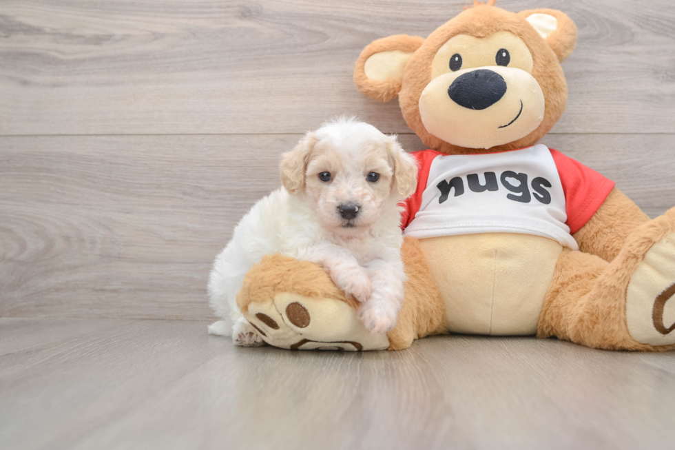 Small Poodle Baby