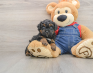 7 week old Poodle Puppy For Sale - Pilesgrove Pups