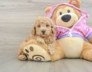 6 week old Poodle Puppy For Sale - Pilesgrove Pups