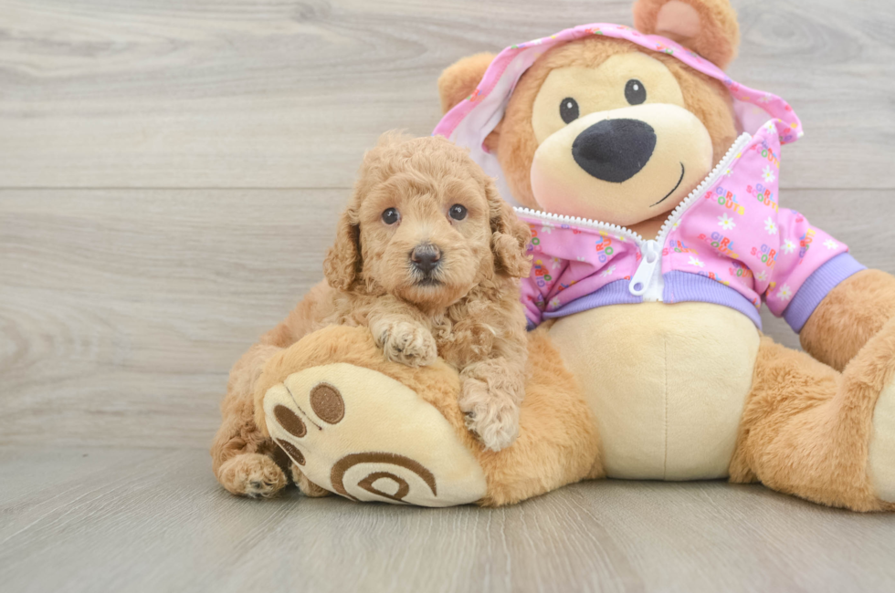 5 week old Poodle Puppy For Sale - Pilesgrove Pups