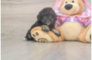 Small Poodle Baby