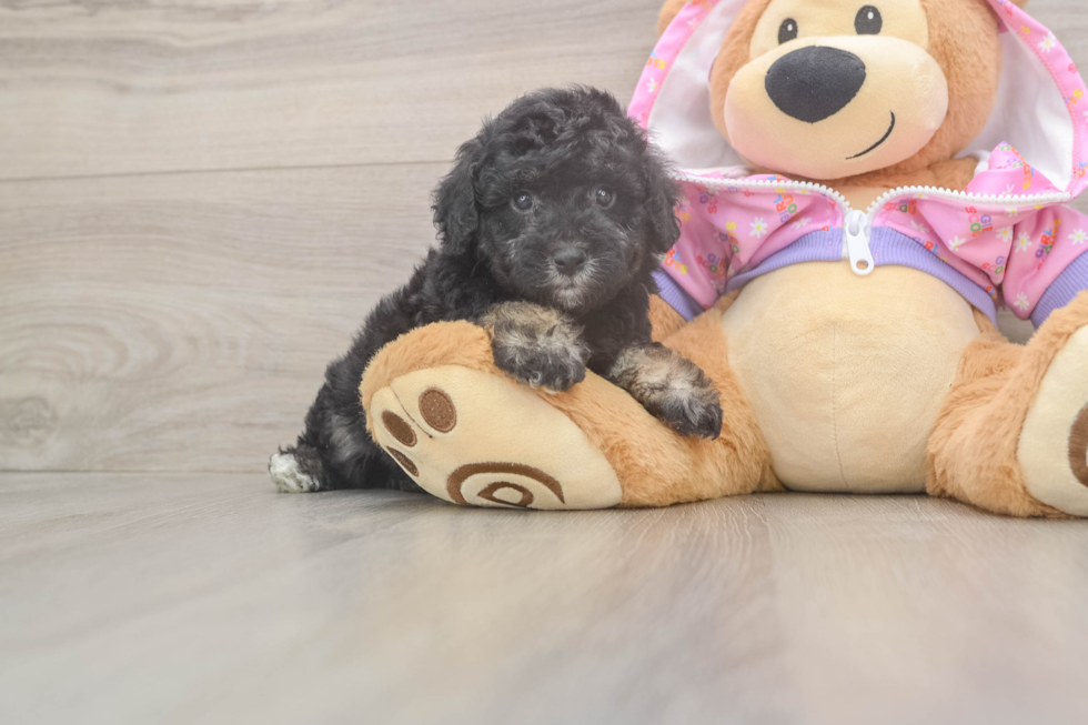 Small Poodle Baby
