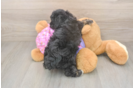 Poodle Pup Being Cute