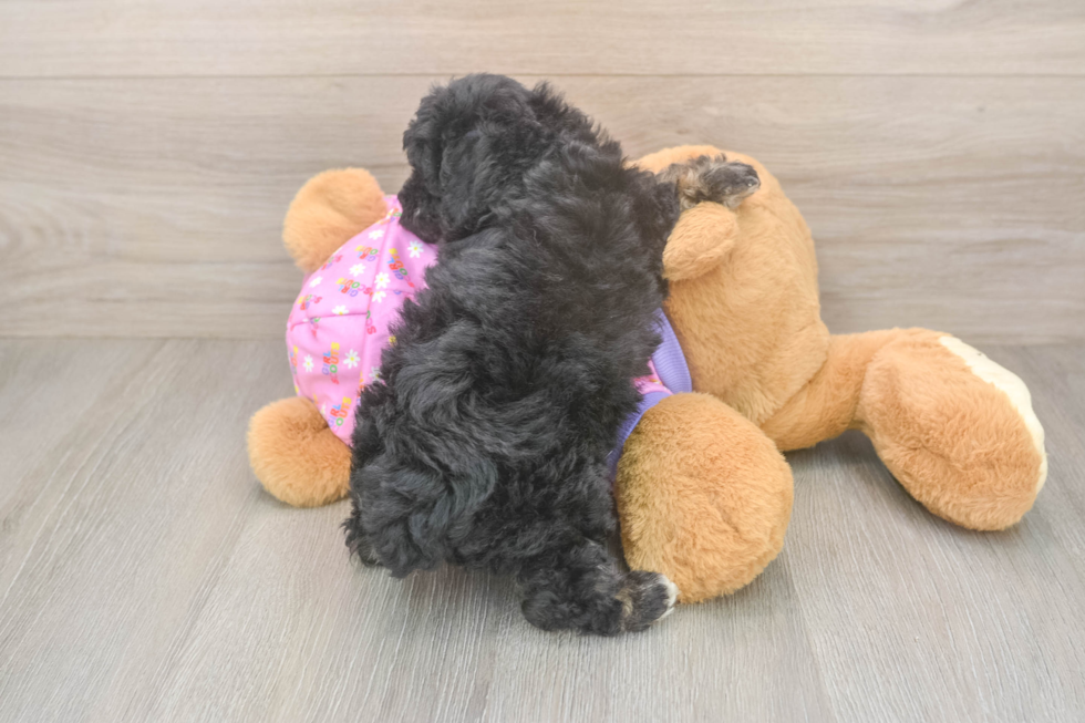 Poodle Pup Being Cute