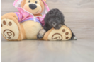 Best Poodle Baby