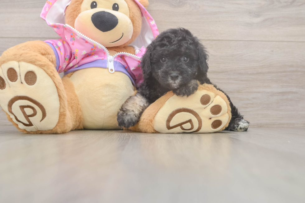 Best Poodle Baby