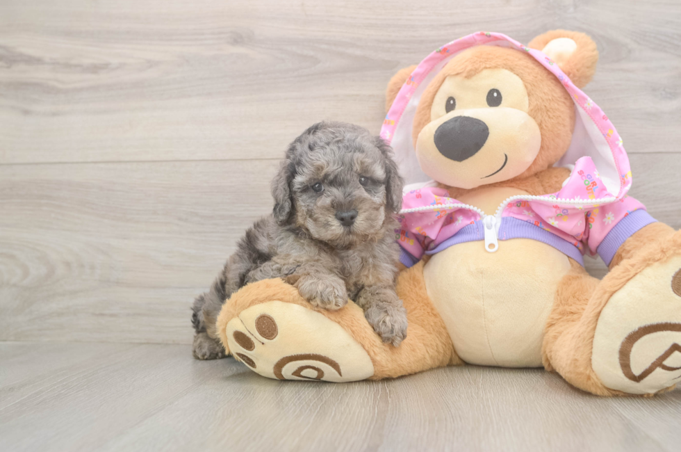 6 week old Poodle Puppy For Sale - Pilesgrove Pups