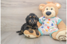 Best Poodle Baby