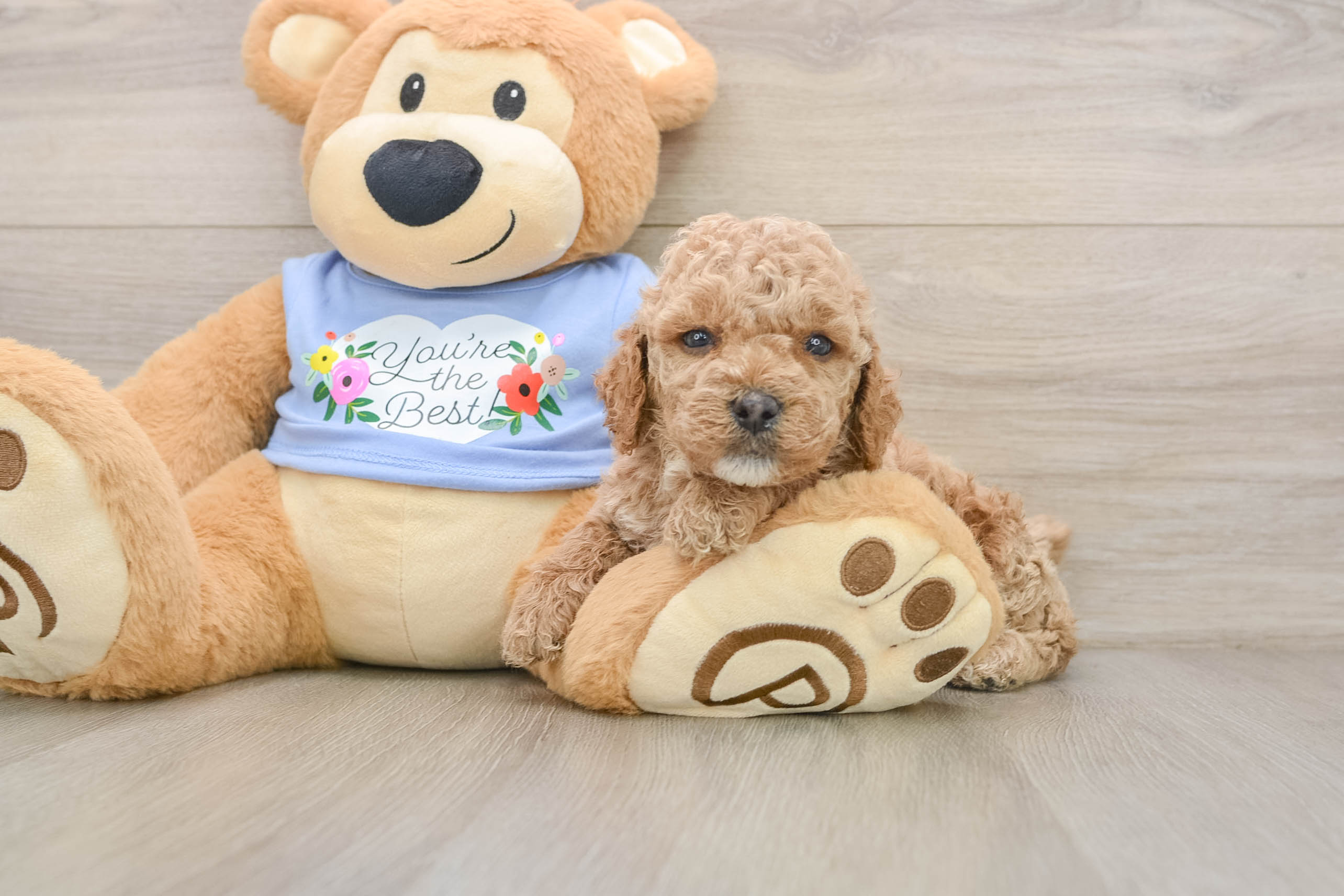Poodle Pup Being Cute
