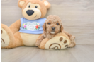 Poodle Pup Being Cute