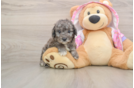 Best Poodle Baby