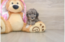 Hypoallergenic Poodle Baby
